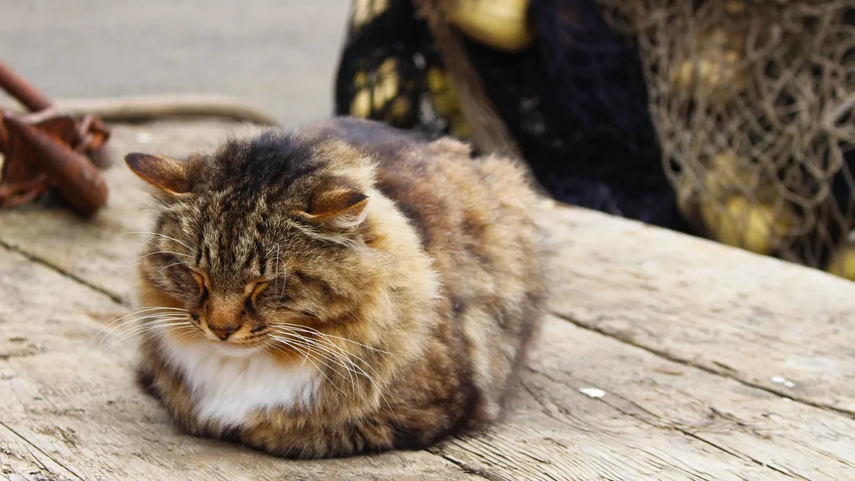 Deafness in Older Cats: Causes and What to Expect