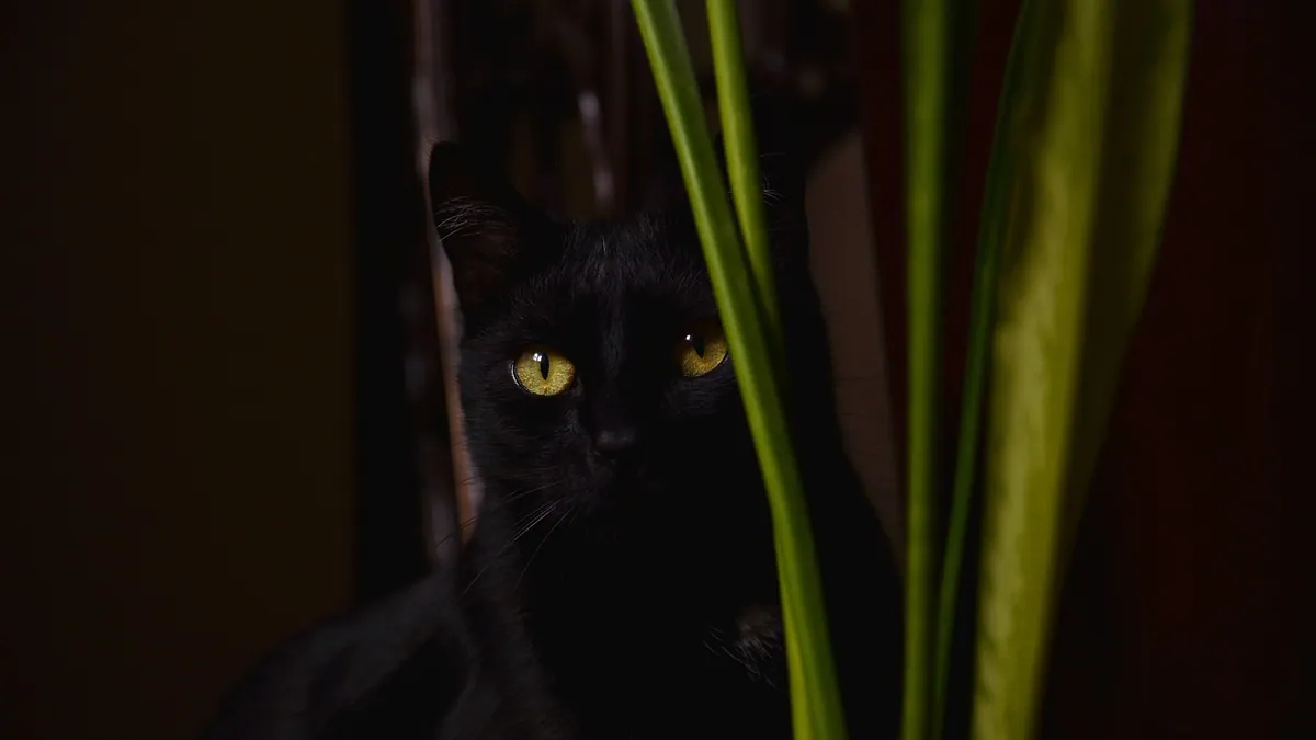 How to Deal With a Jealous Cat