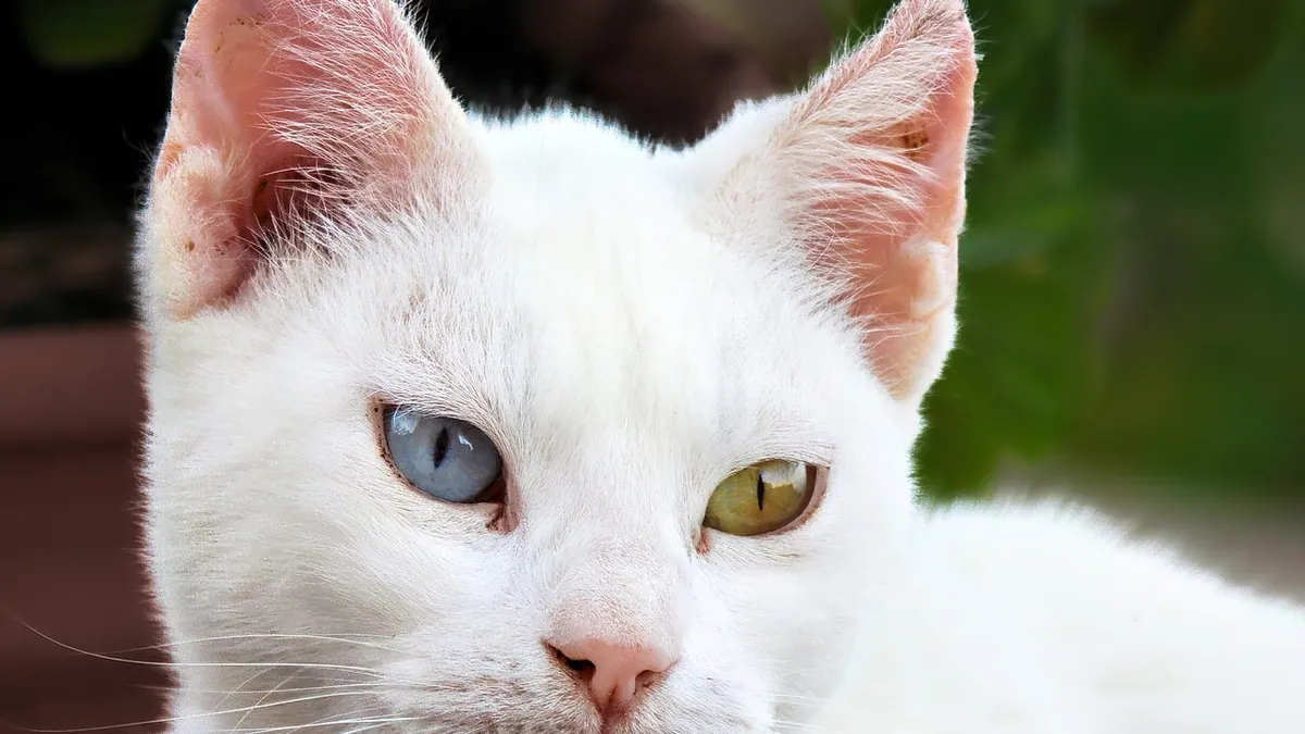 Is DEET Harmful to Cats? Mosquito Repellent Safety