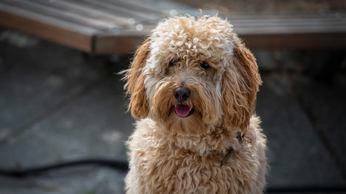 Is DEET Safe for Dogs? Toxicity and Safer Options