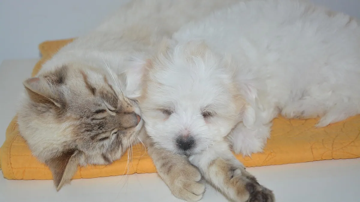 Is DEET Toxic to Pets? Dog and Cat Safety Guide