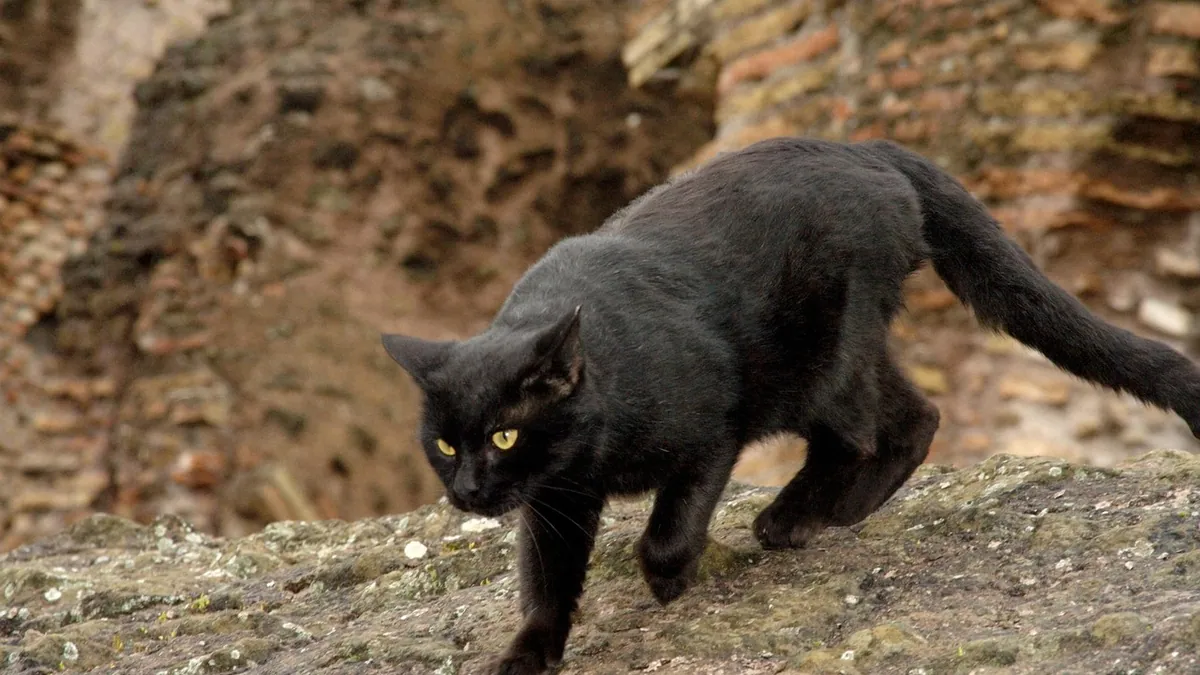 Degenerative Myelopathy in Cats: Symptoms and Outlook