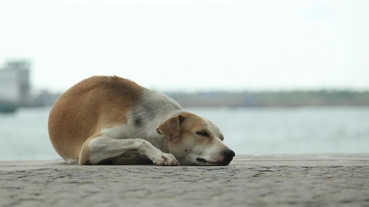 Can Dehydration in Dogs Cause Seizures? What to Know