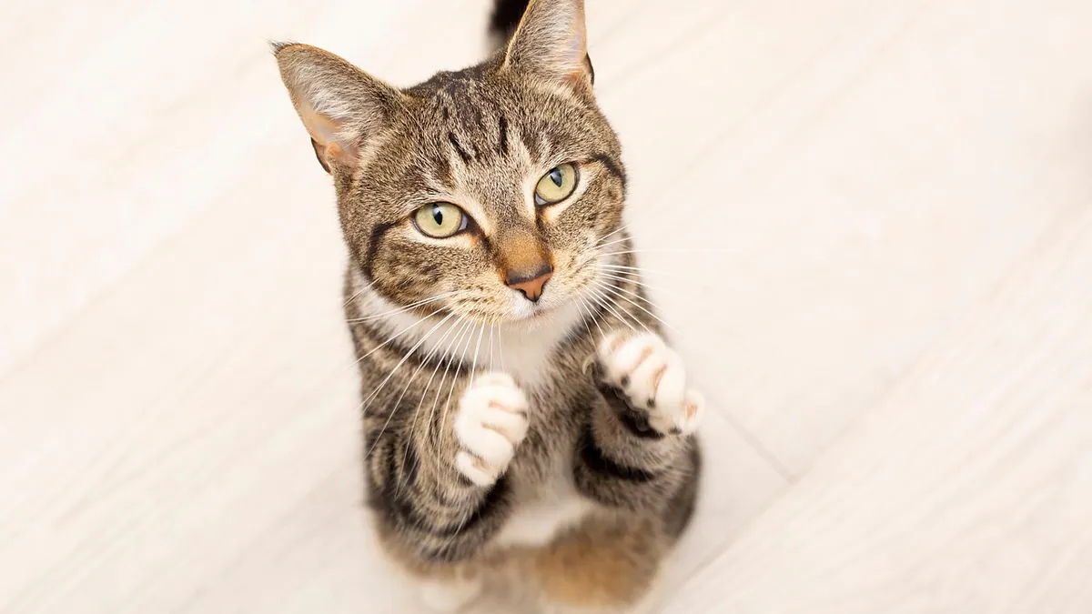 Denamarin for Cats: Side Effects and Owner Experiences