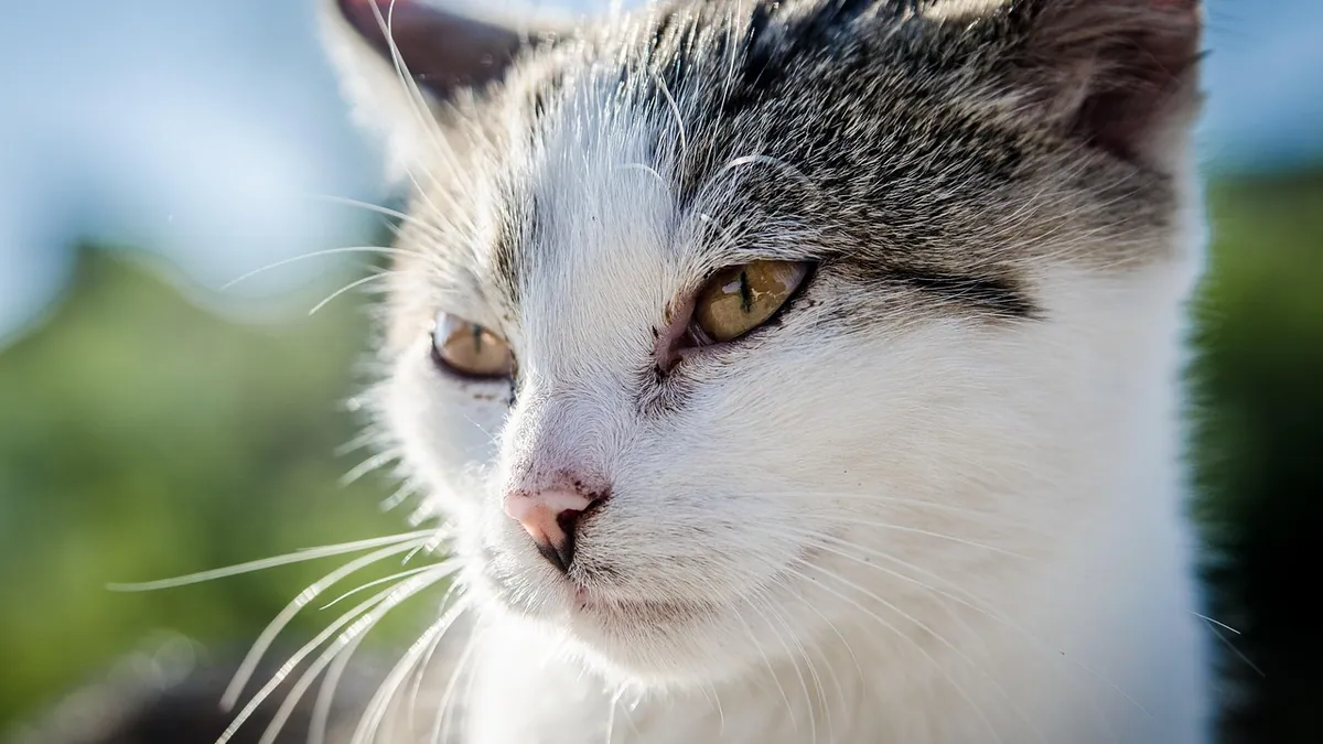 Denamarin for Cats: Dose, Liquid Form, and How to Give It