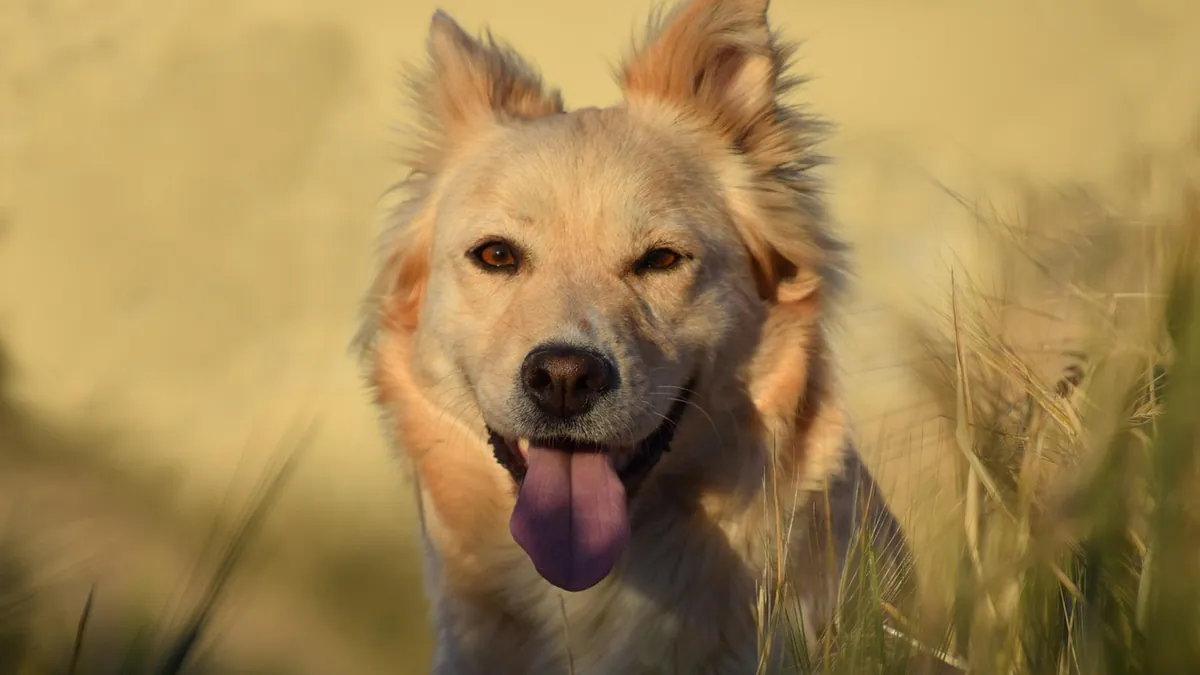 Is Desert Rose Toxic to Dogs? Adenium Poisoning Risk