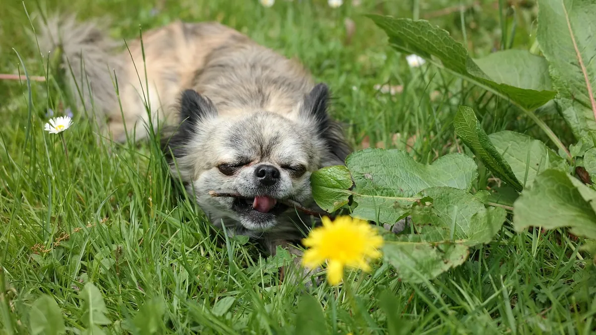 Is Desiccant Toxic to Dogs? Silica Gel Packets and More