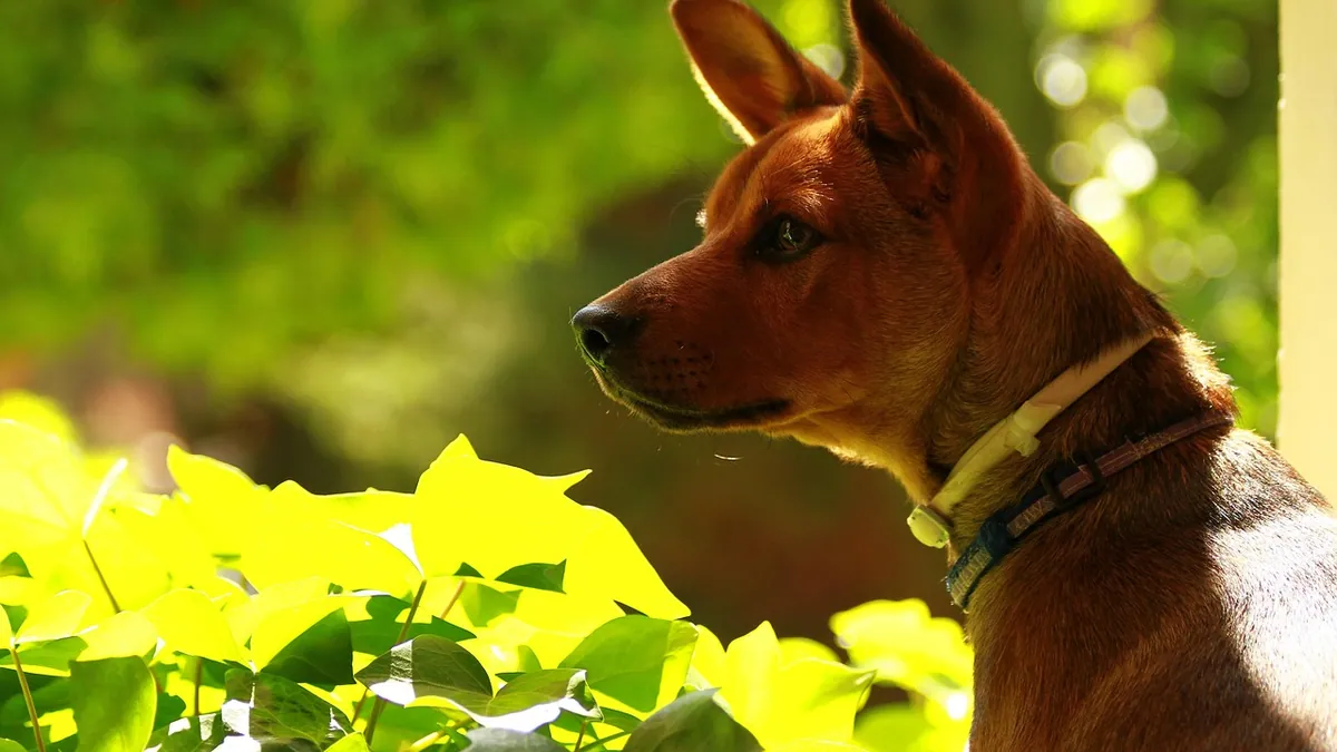 Is Devil's Ivy Toxic to Dogs? Pothos Poisoning Signs