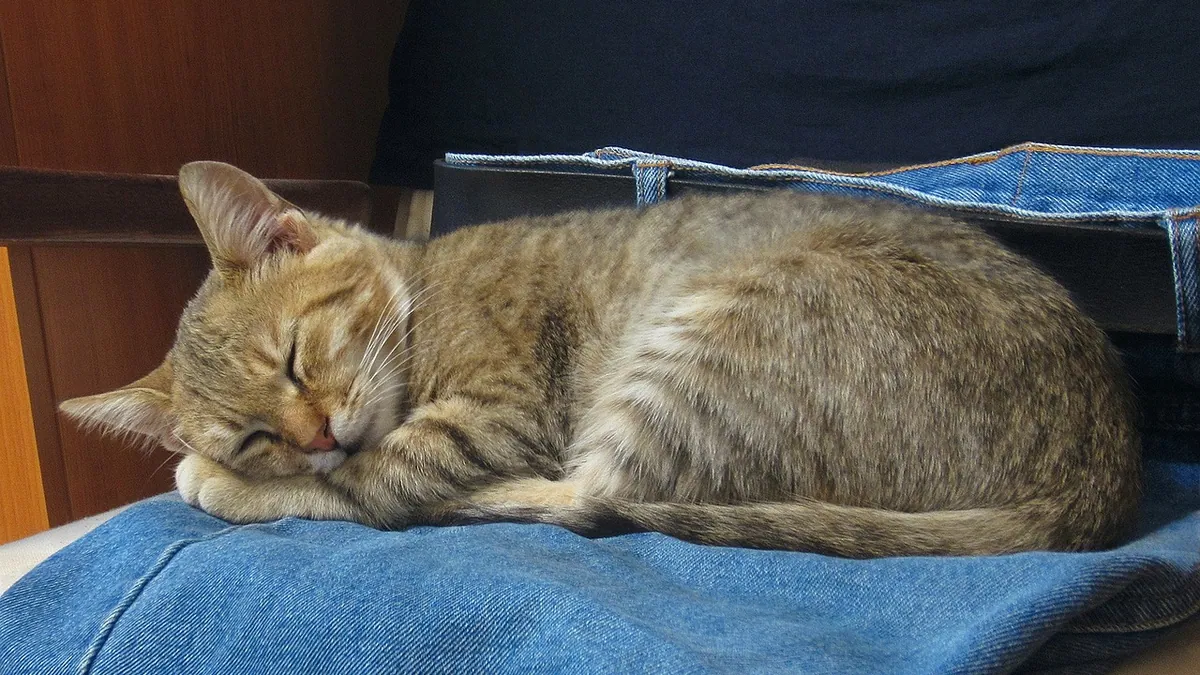 Dexmedetomidine for Cats: Dose, Injection, and HCM Risk