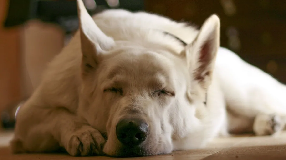 Dexmedetomidine for Dogs: Side Effects and Safety
