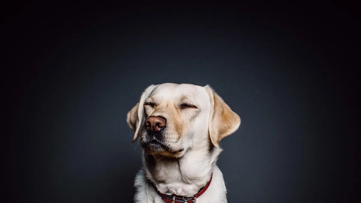 Dexmedetomidine Reversal in Dogs: Antisedan and Recovery