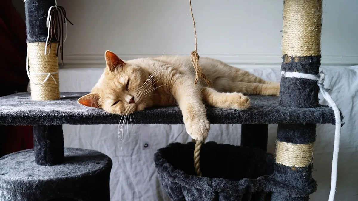 Dexmedetomidine Side Effects in Cats: What to Expect