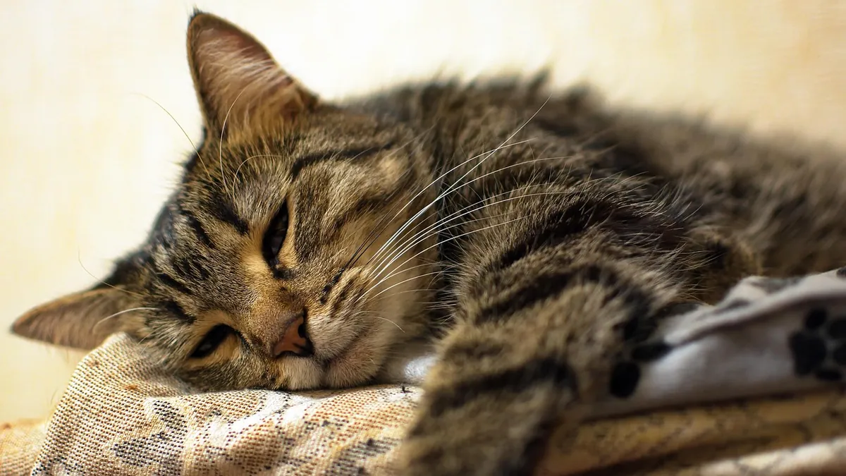 Diazepam and Alprazolam Side Effects in Cats