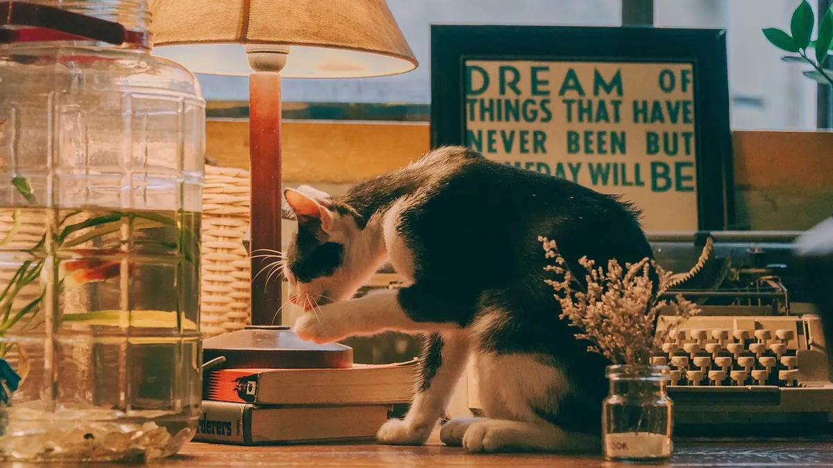 Diazepam as an Appetite Stimulant for Cats: Does It Work?