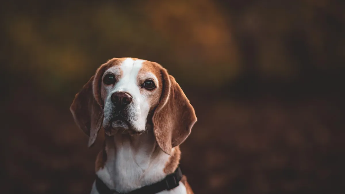 Diazepam for Dogs: Dosage and Safety