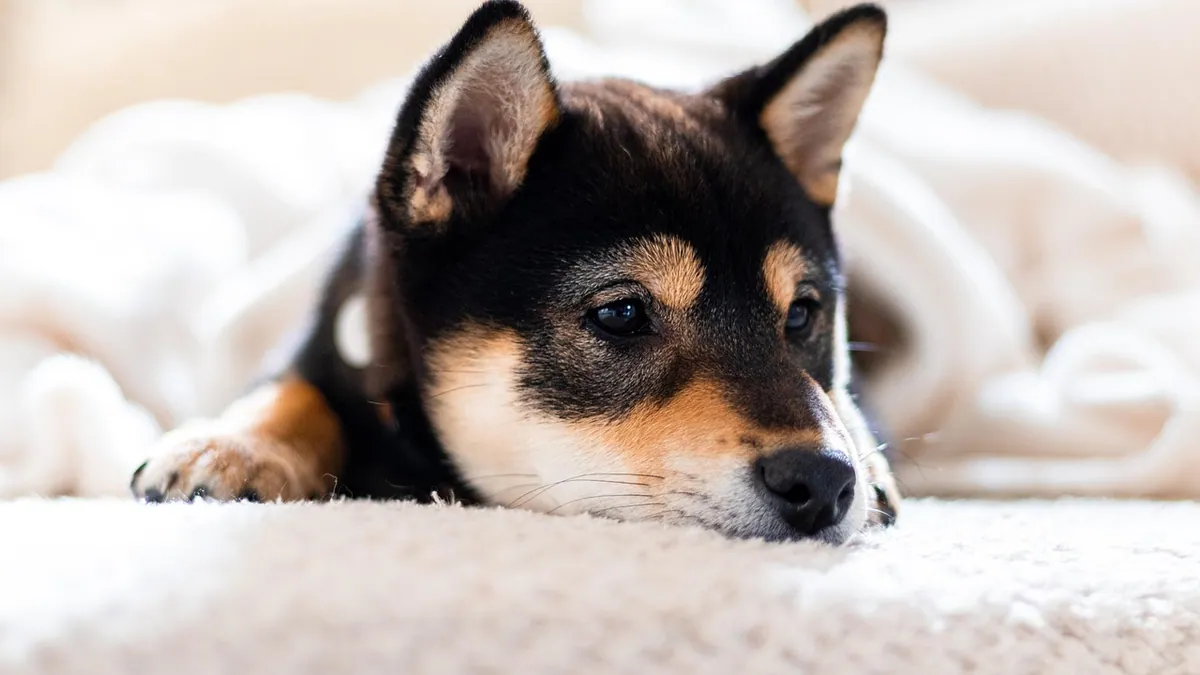 How Long Does Diazepam Last in Dogs? Onset and Duration