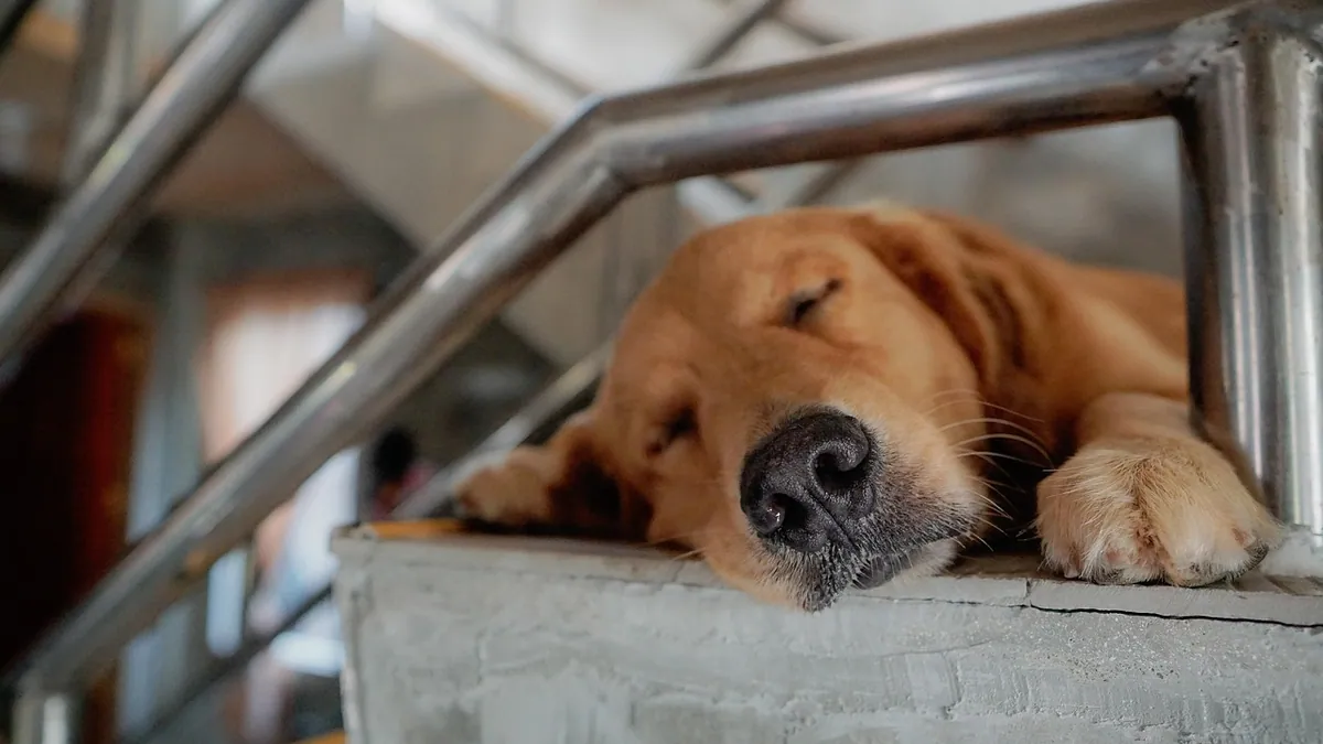 Diazepam for Dogs: Side Effects and Seizure Use