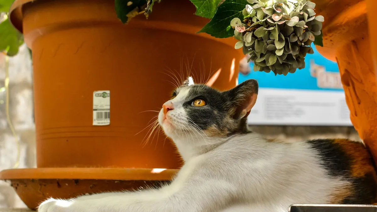 Is Dieffenbachia Toxic to Cats? Dumb Cane Warning