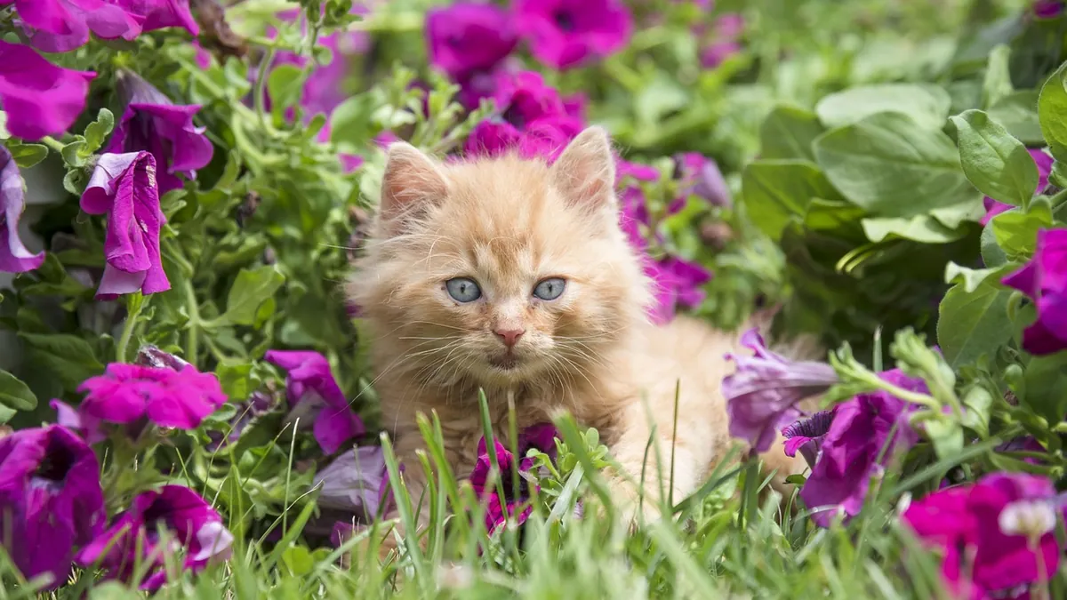 Is Digitalis Toxic to Cats? Foxglove Poisoning Signs