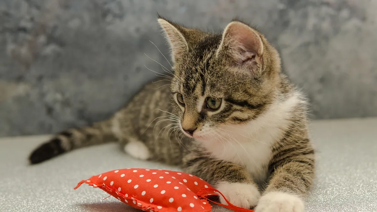 Dilated Cardiomyopathy in Cats: Causes and Outlook