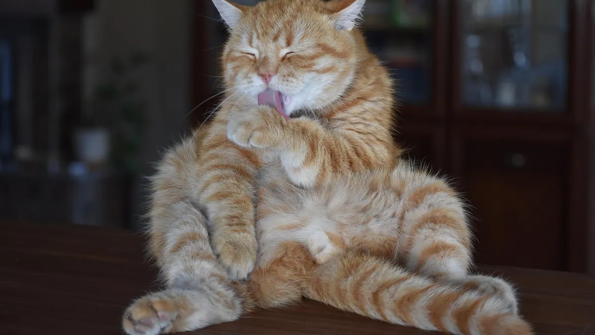 Is Disinfectant Toxic to Cats? Cleaning Spray Safety