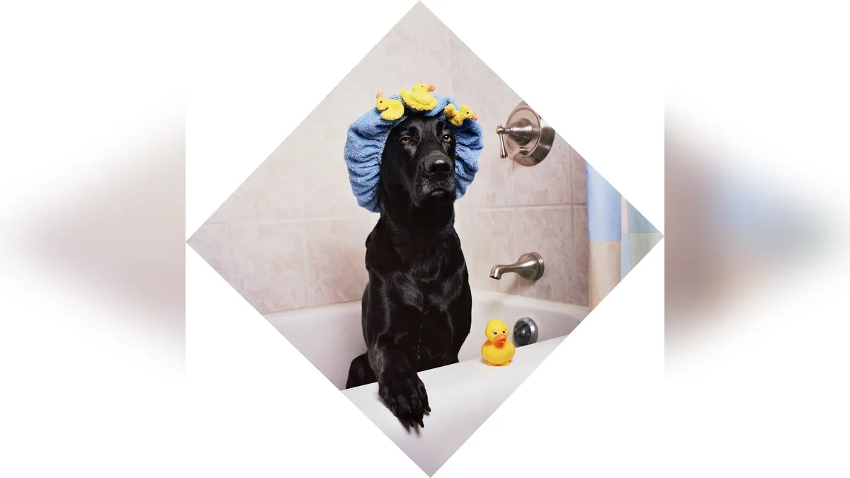 Is Disinfectant Toxic to Dogs? Spray and Surface Risks