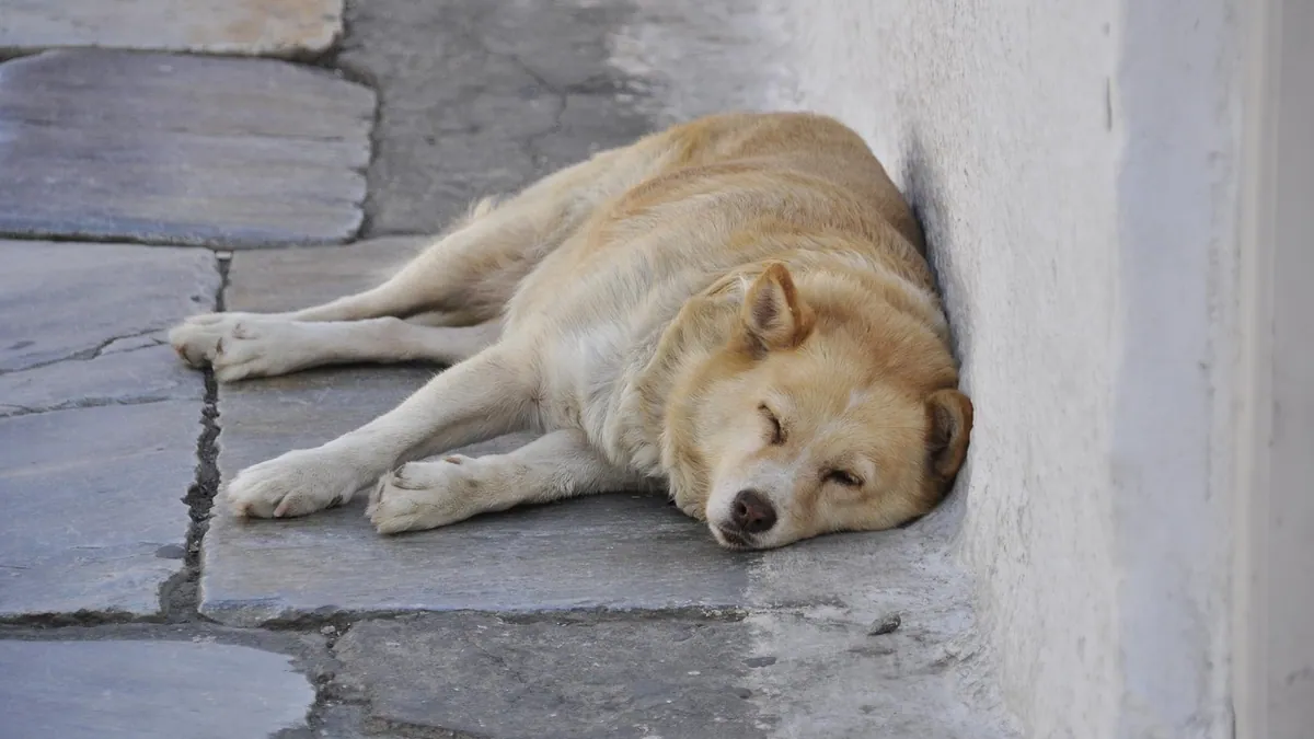 How Do Dogs Get Distemper and How Long Does It Last?