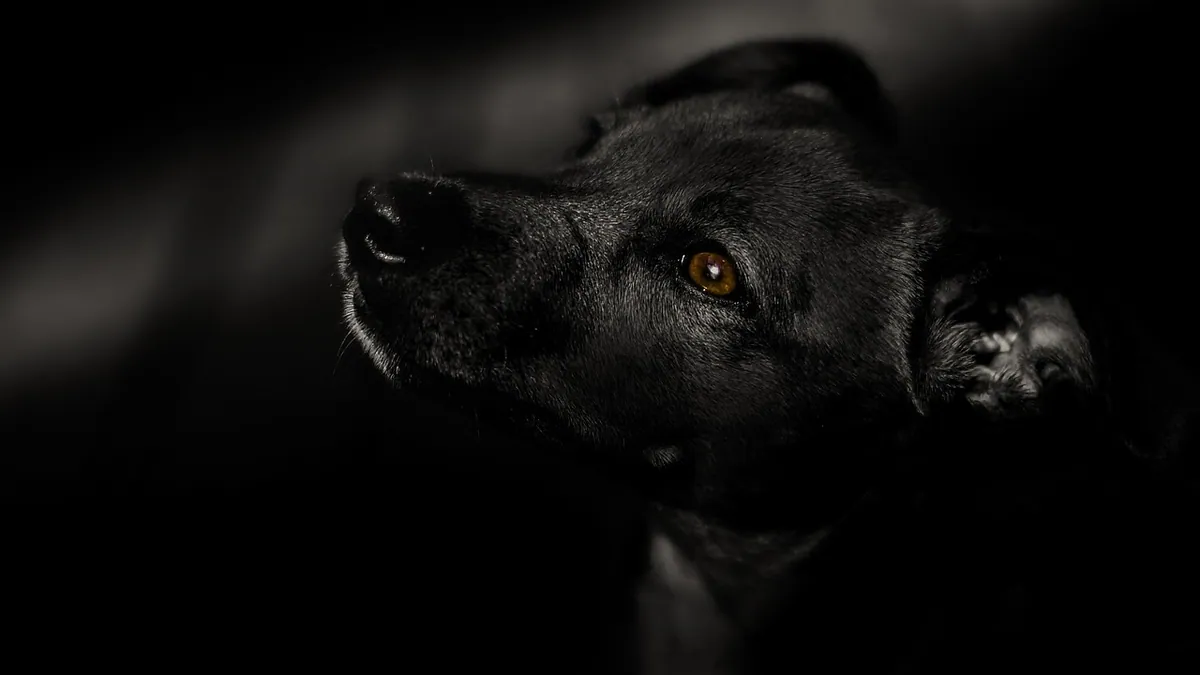Distemper in Dogs Treatment: What Vets Can and Cannot Do
