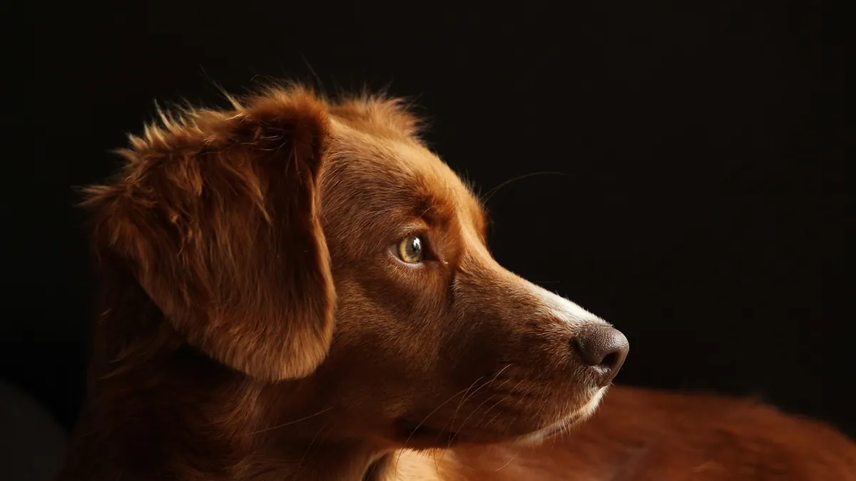 Distemper Incubation Period in Dogs: What to Expect