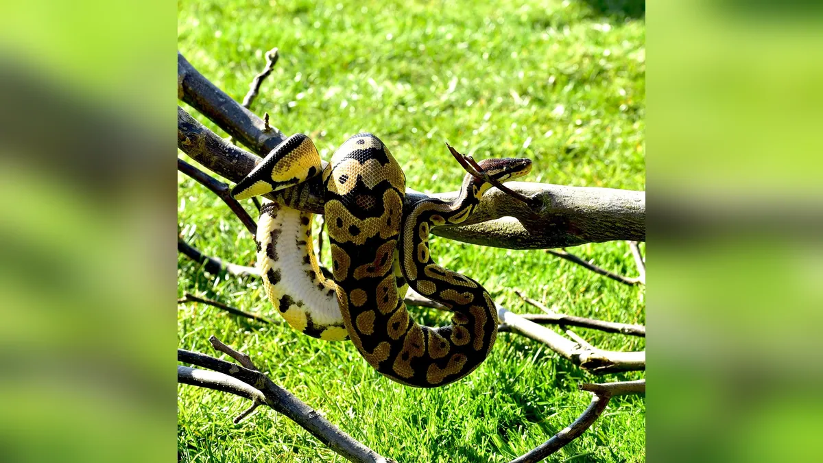 Do Ball Pythons Bite? Why and How to Avoid It
