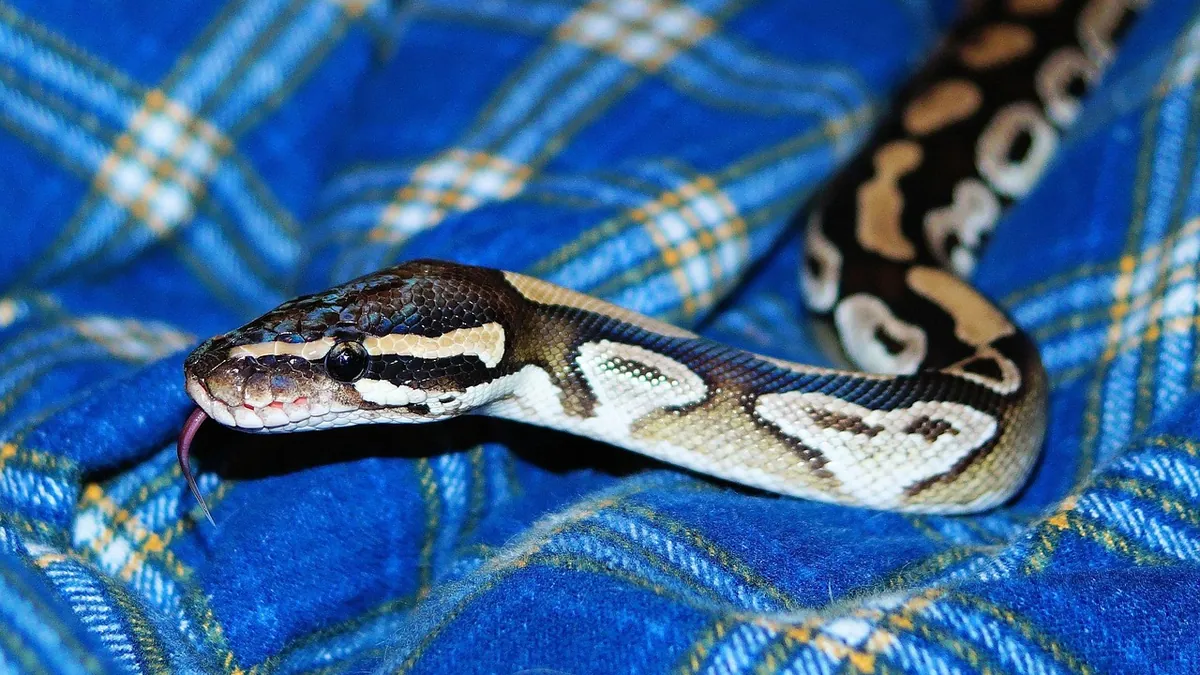 Do Ball Pythons Like to Climb? Enrichment Explained