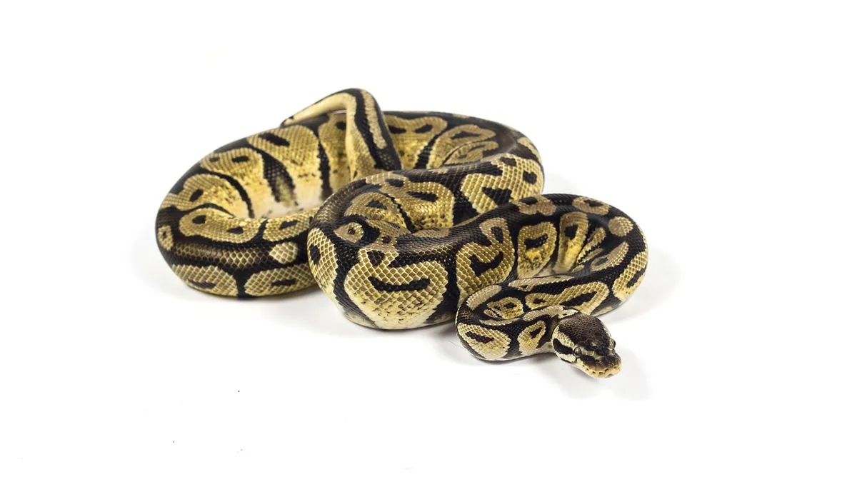 Do Ball Pythons Make Good Pets? Honest Owner Guide