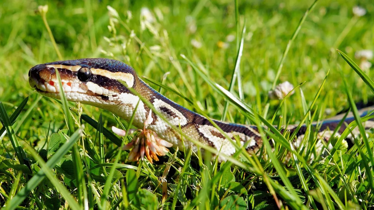 Do Ball Pythons Musk? What That Smell Really Means