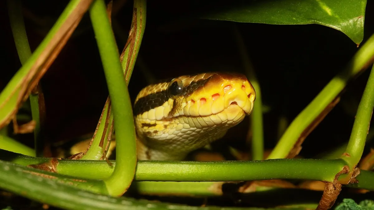 Do Ball Pythons Need UVB Light? What Research Says