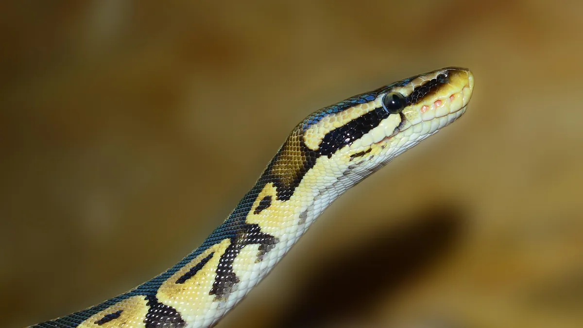 Do Ball Pythons Sleep? Eye Closing and Sleep Cycles