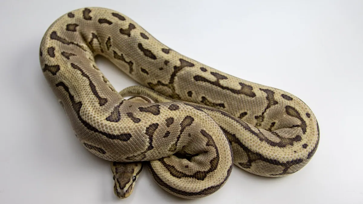 Do Ball Pythons Watch TV? Light, Vision, and Stress
