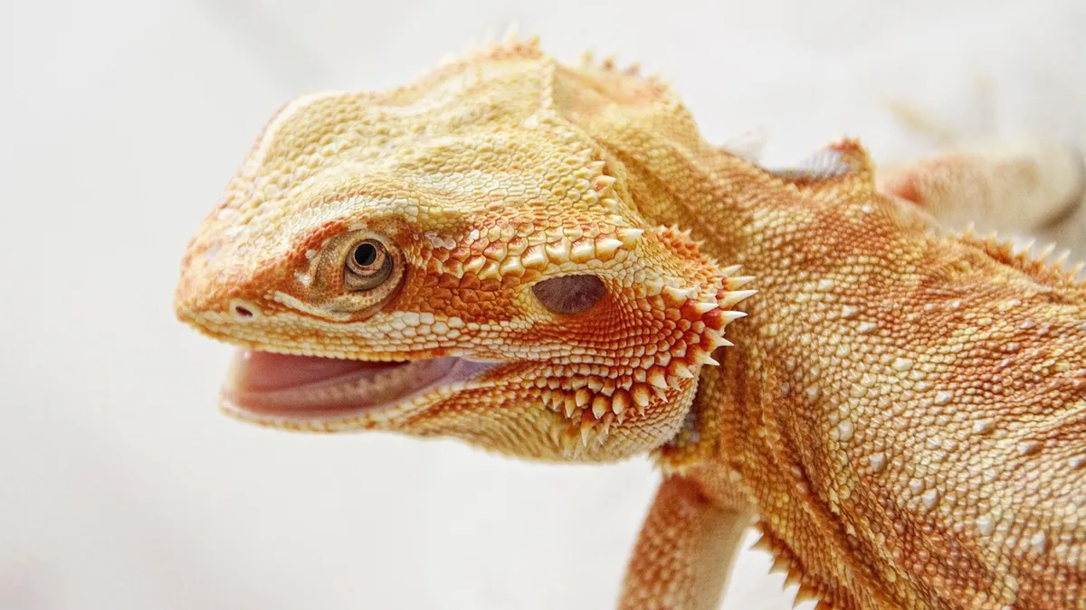 Do Bearded Dragons Bite? Why It Happens and What to Do