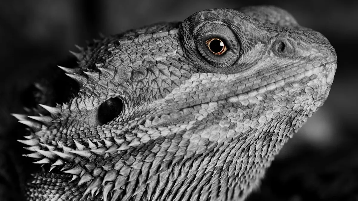 Do Bearded Dragons Have a Third Eye? The Parietal Eye