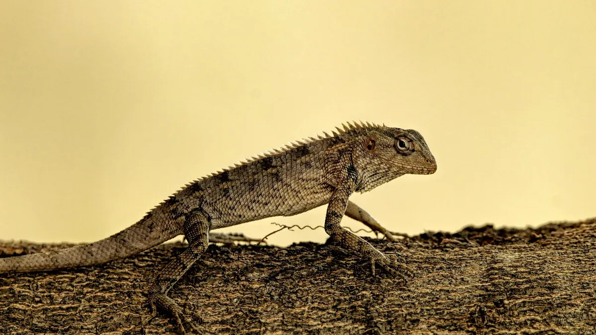 Do Bearded Dragons Jump? Normal Behavior and Safety