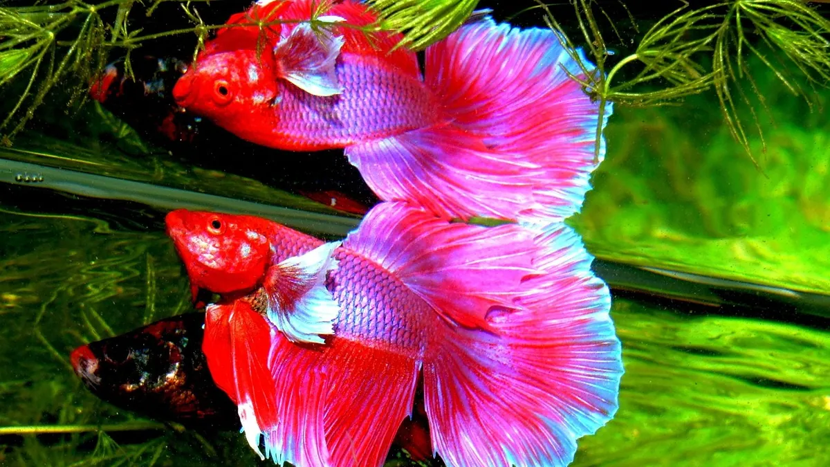 Do Betta Fish Die Easily? Common Causes and Prevention