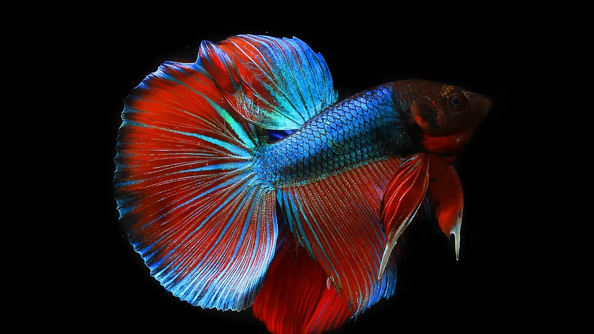 Do Betta Fish Interact With You? Bonding Explained