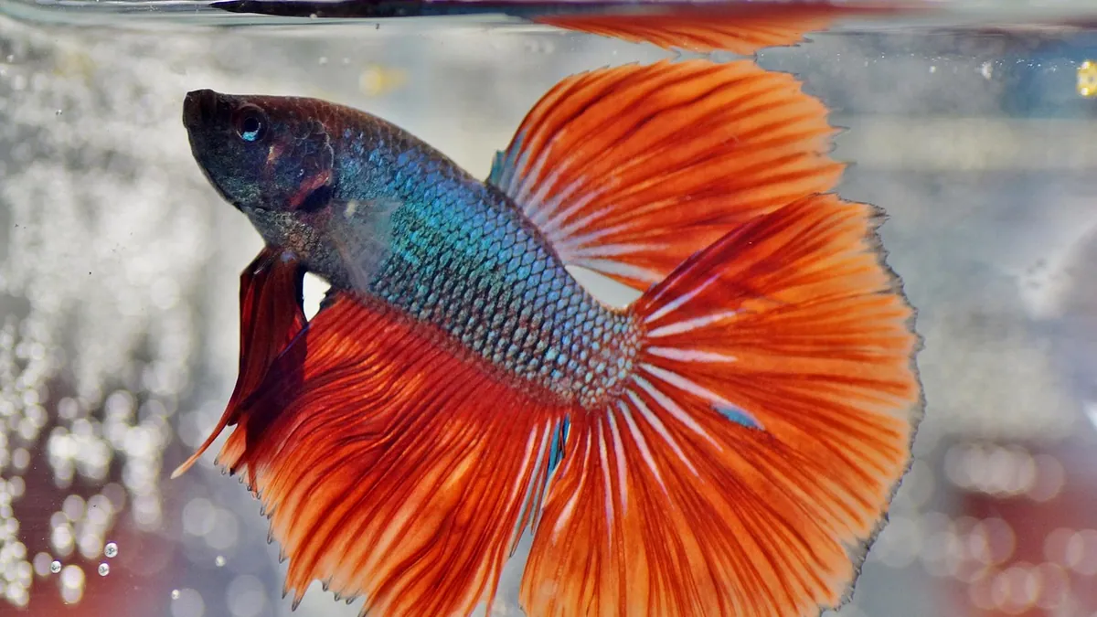 Do Betta Fish Mate? Breeding Facts for Owners