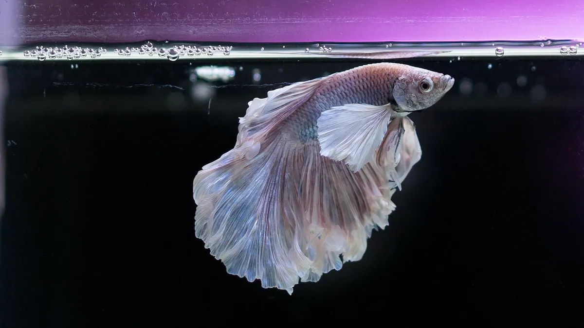 Do Betta Fish Overeat? Feeding Limits and Risks