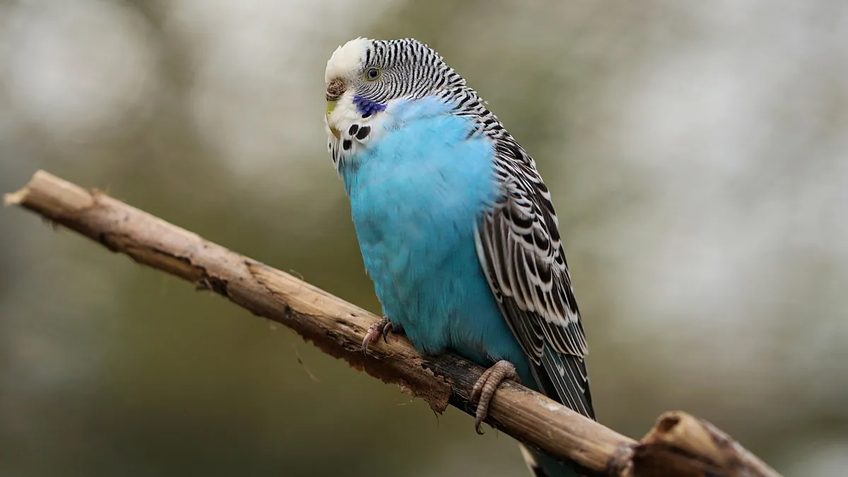 Do Budgies Cry? What Sad-Sounding Budgie Noises Mean