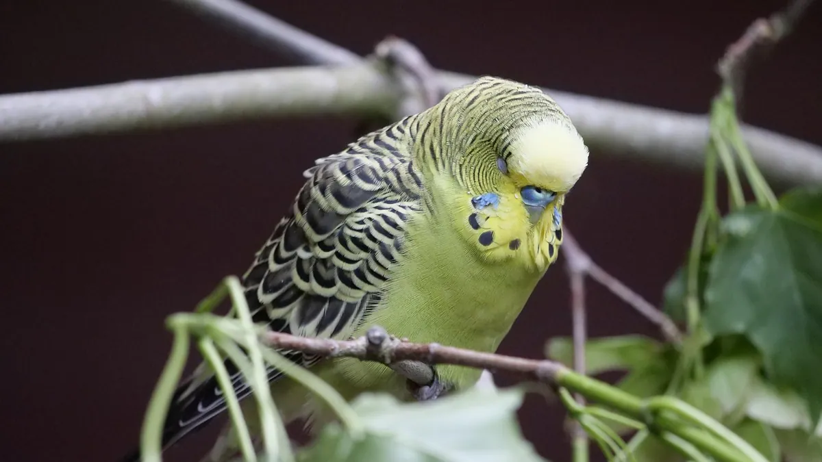 Do Budgies Die Easily? Why Small Birds Hide Illness