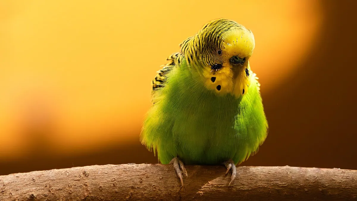 Do Budgies Dream? Bird Sleep and REM Explained