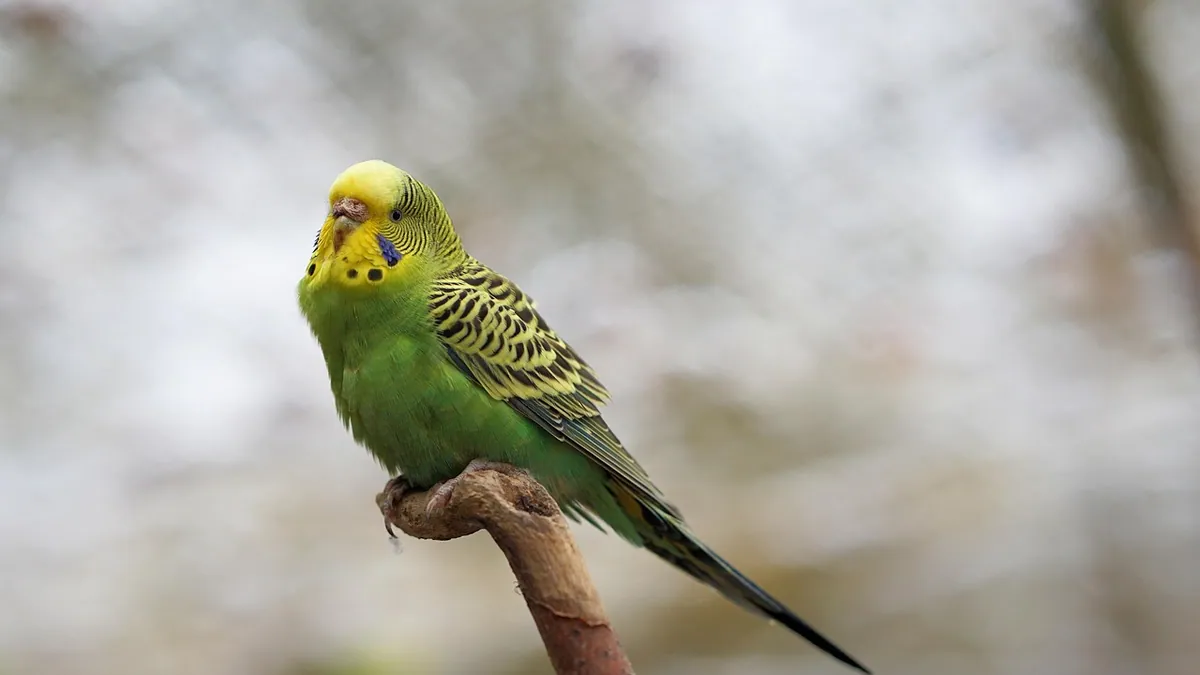Do Budgies Fart? Bird Digestion and Gas Explained