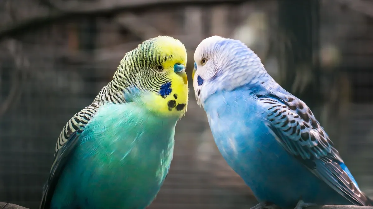 Do Budgies Have a Mating Season? Breeding Cycles
