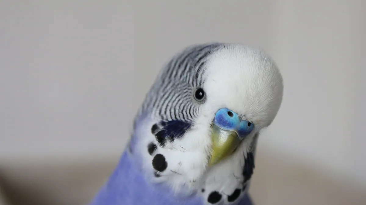Do Budgies Have a Sense of Smell? What Science Says