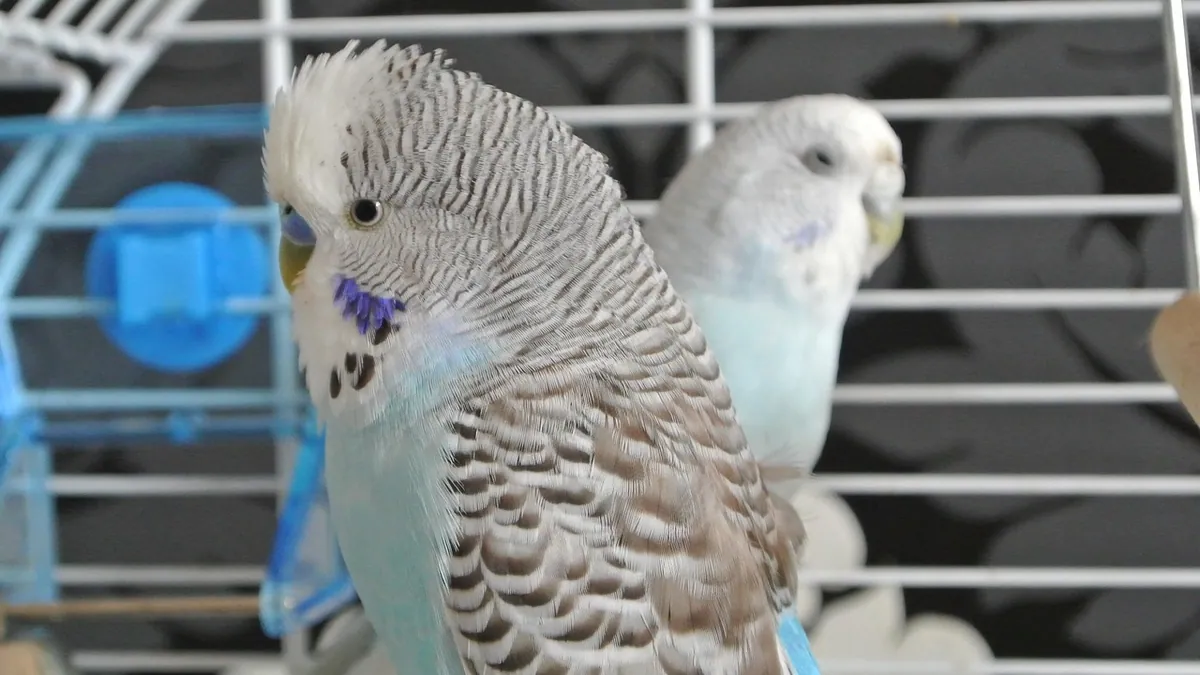 Do Budgies Have Their Own Language? Calls Decoded